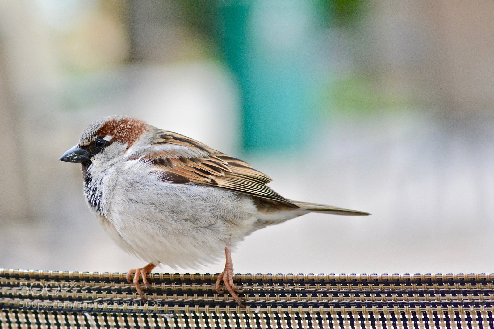 Nikon D7100 sample photo. Sparrow close-up photography
