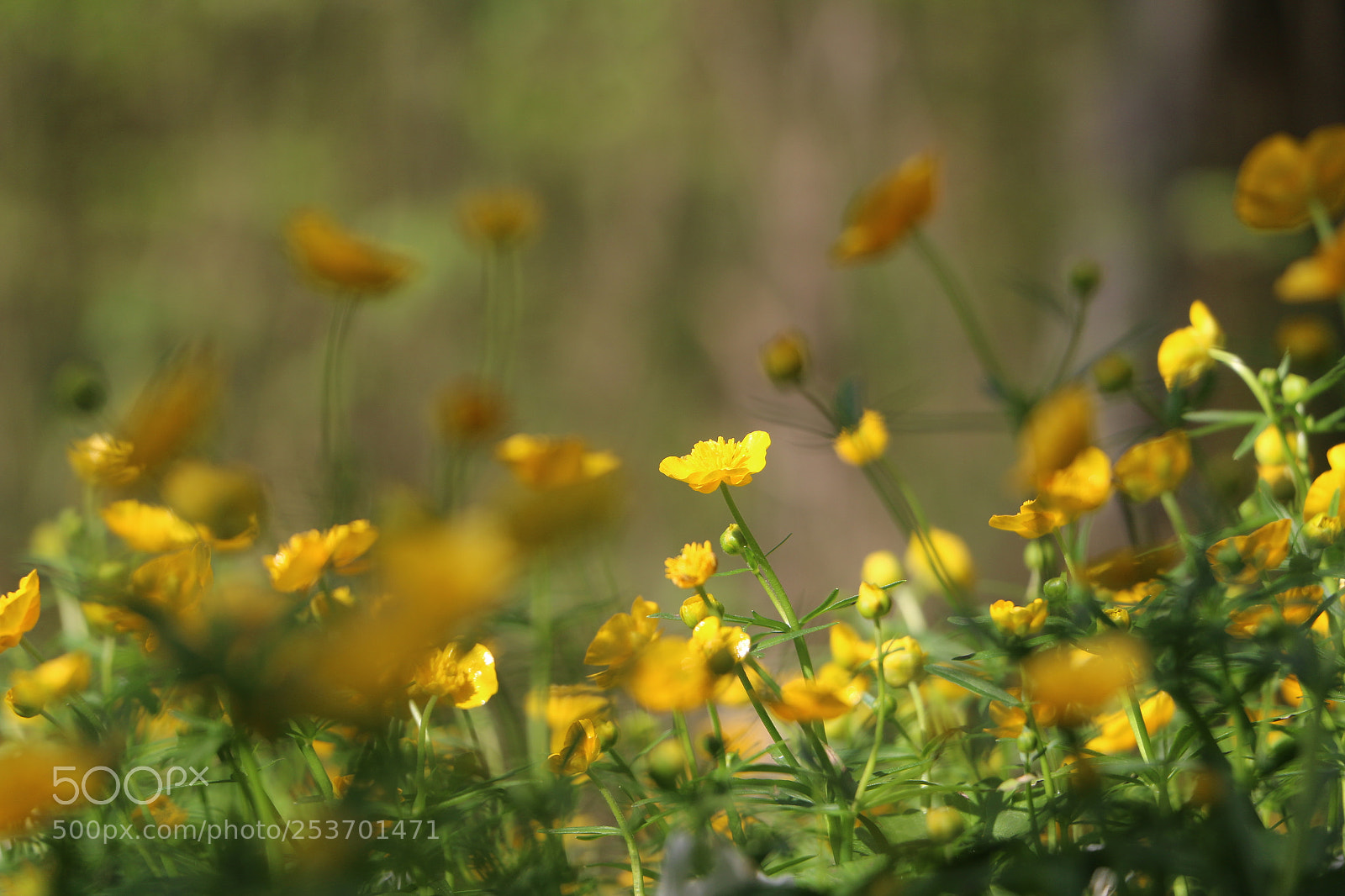 Canon EOS 70D sample photo. Platz an der sonne photography