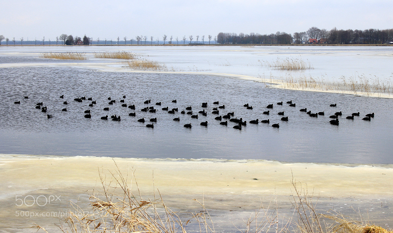 Canon EOS 600D (Rebel EOS T3i / EOS Kiss X5) sample photo. Dutch winter photography