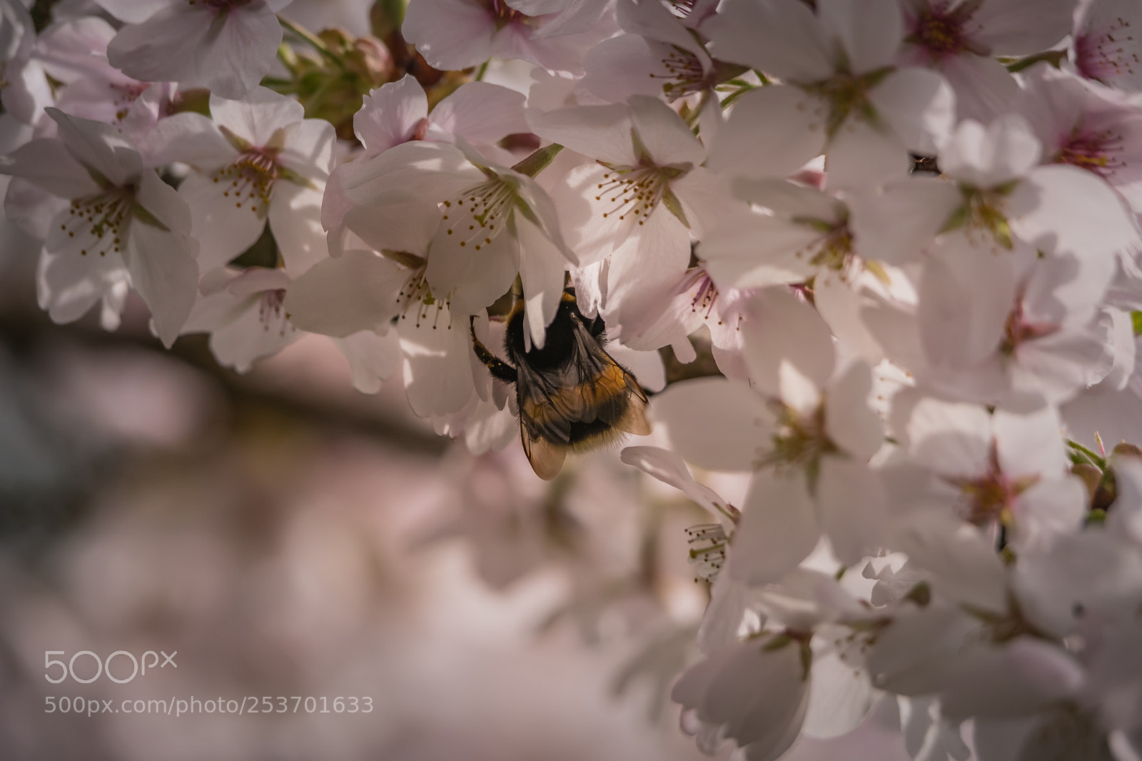 Nikon D500 sample photo. Bee busy photography