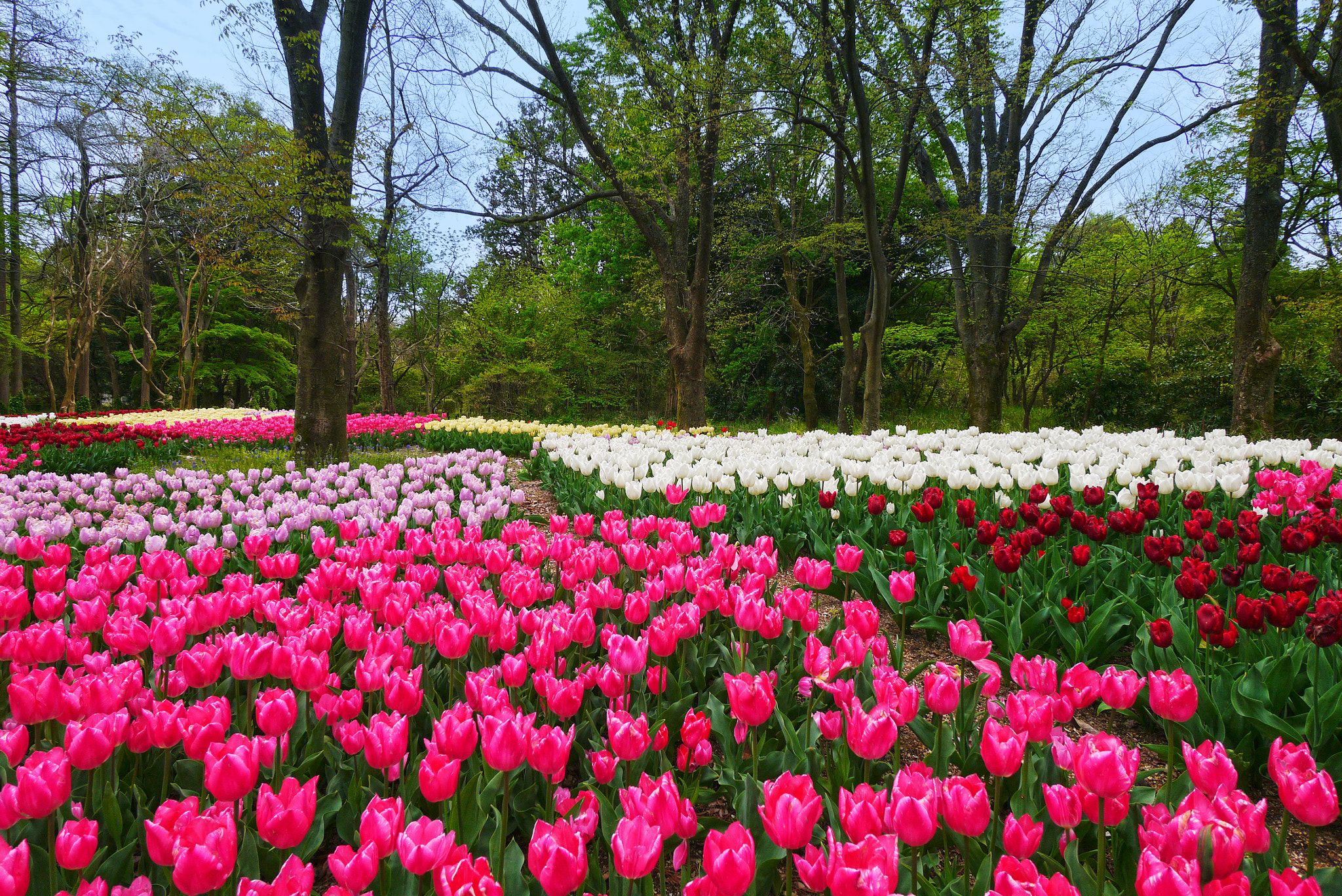 Panasonic Lumix DMC-GX1 sample photo. Spring garden photography