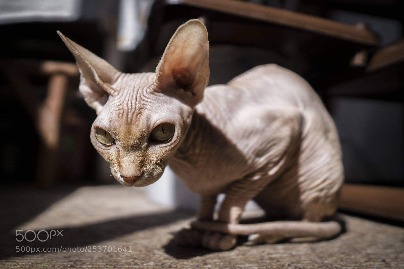 Sony a6000 sample photo. Sphynx photography