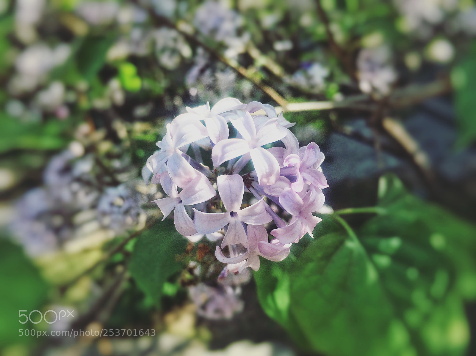 Apple iPhone 6s sample photo. 丁香 photography