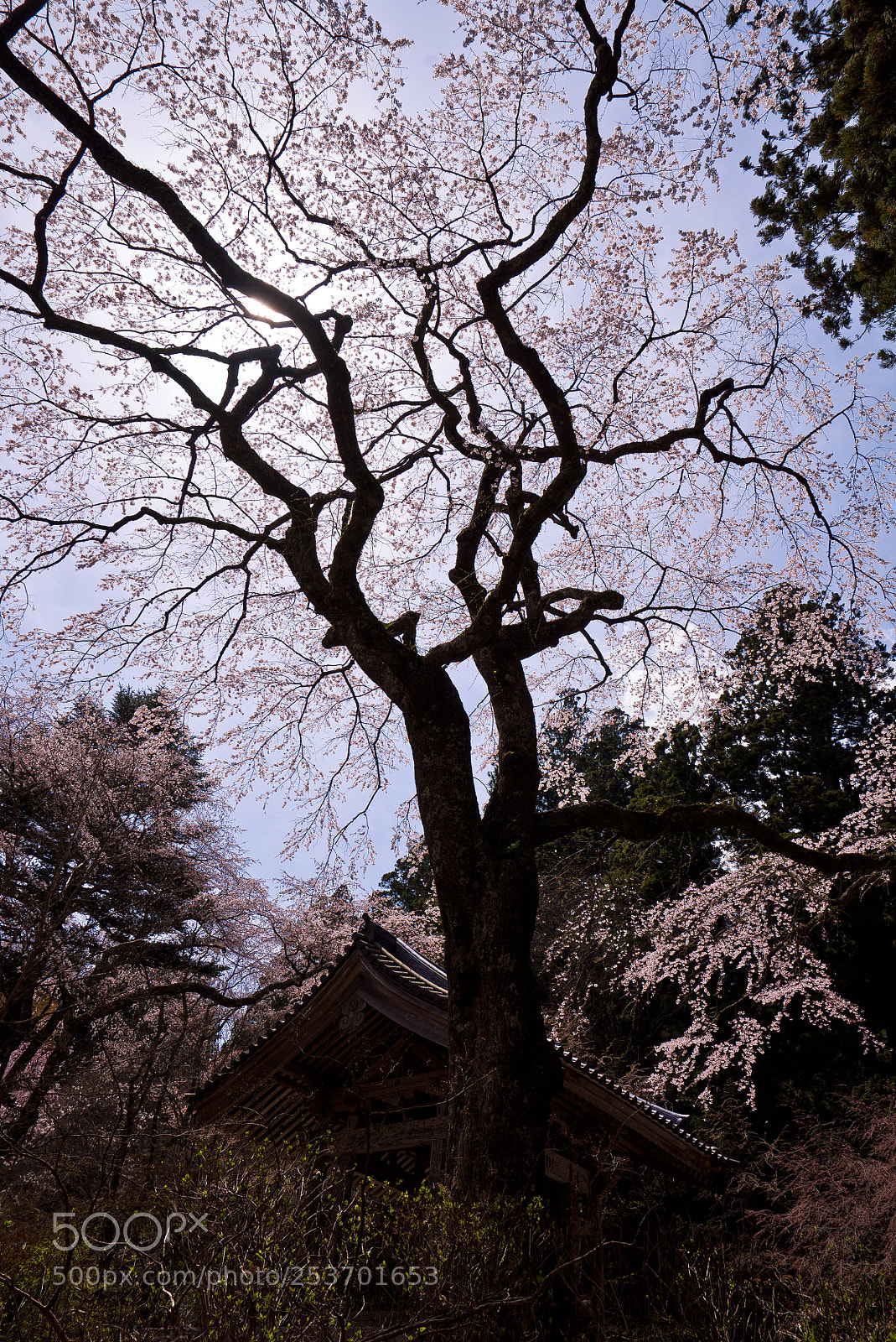 Sony a7S sample photo. Cherry blossom photography