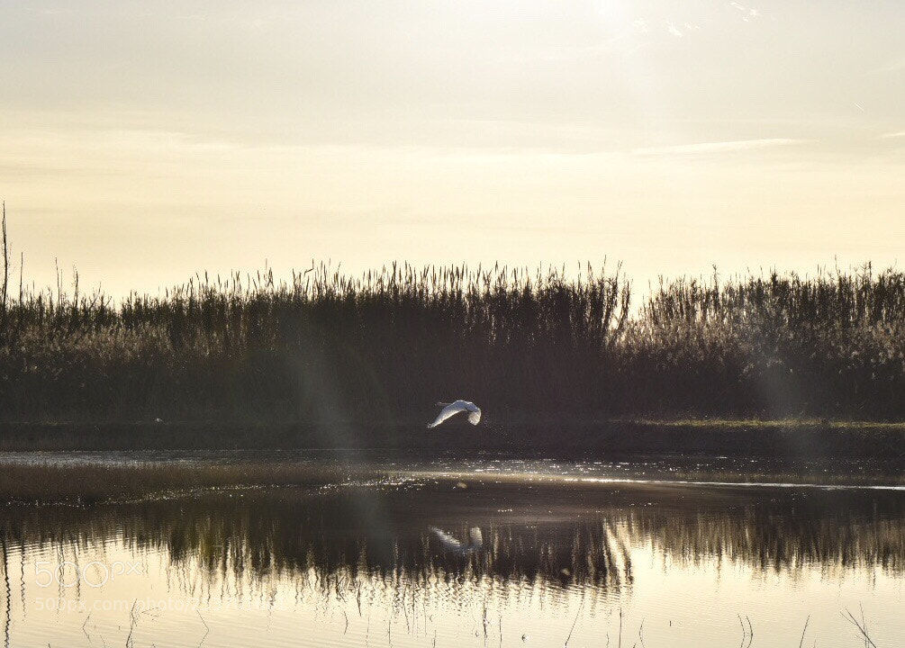 Nikon D5500 sample photo. Untitled photography