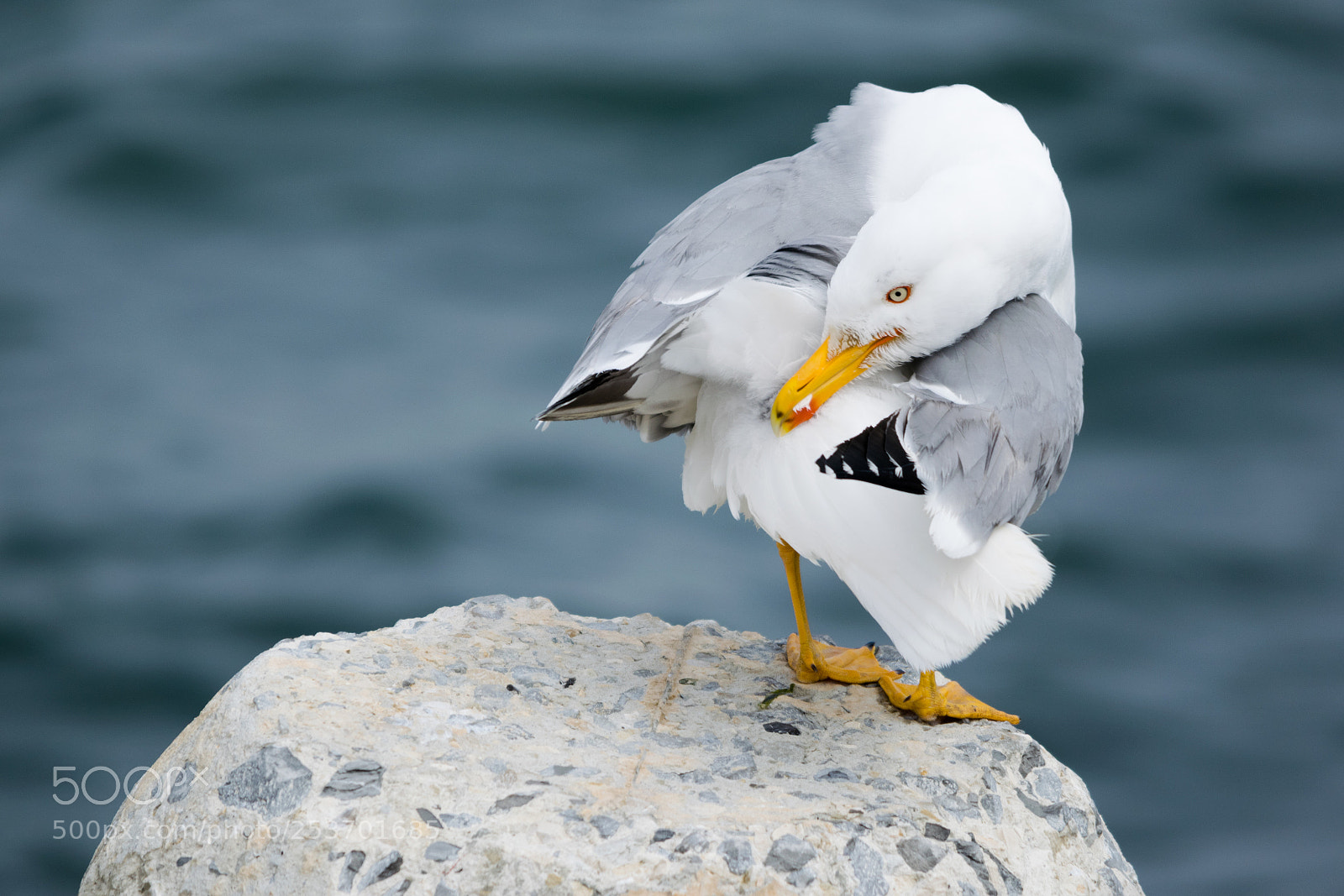 Nikon D3300 sample photo. Seagull photography
