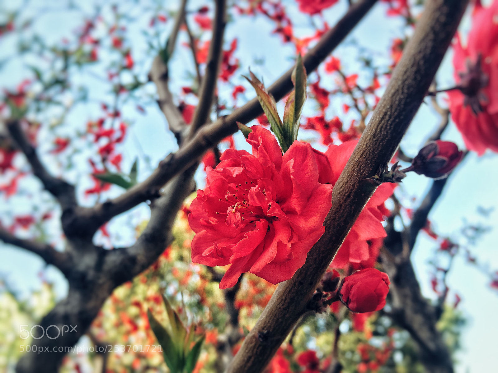 Apple iPhone 6s sample photo. 梅 photography