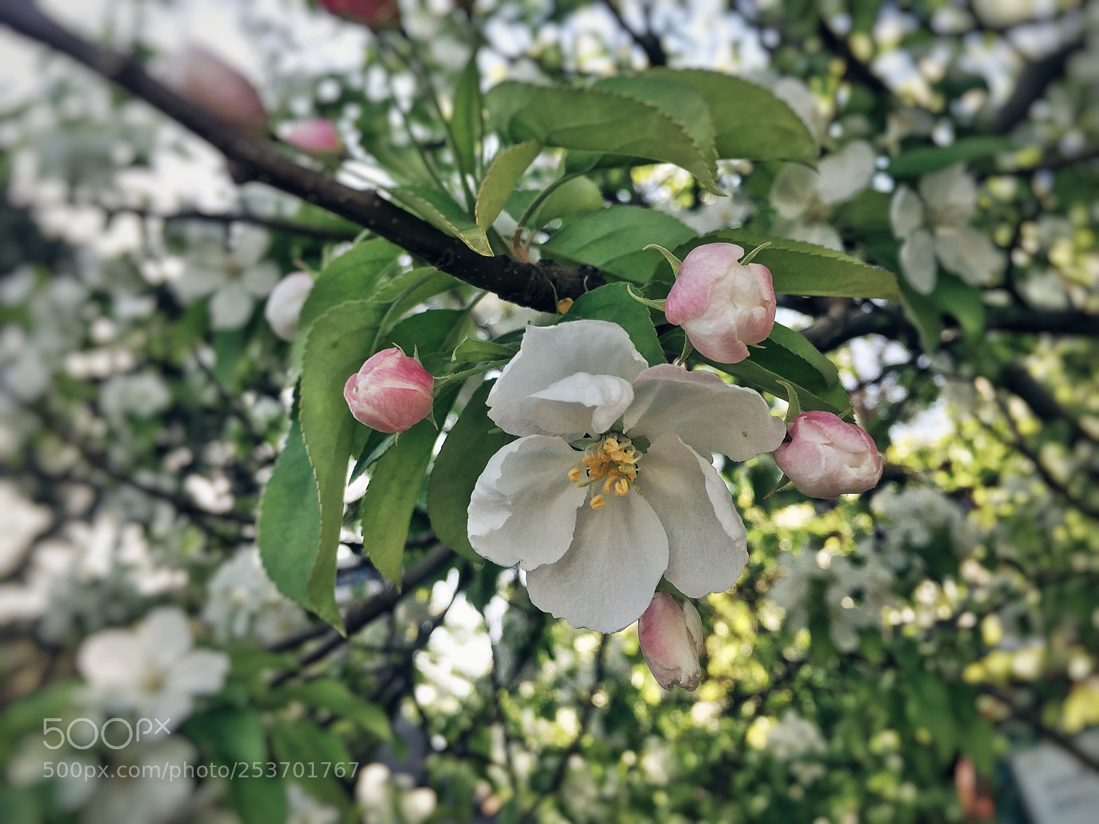 Apple iPhone 6s sample photo. 海棠 photography