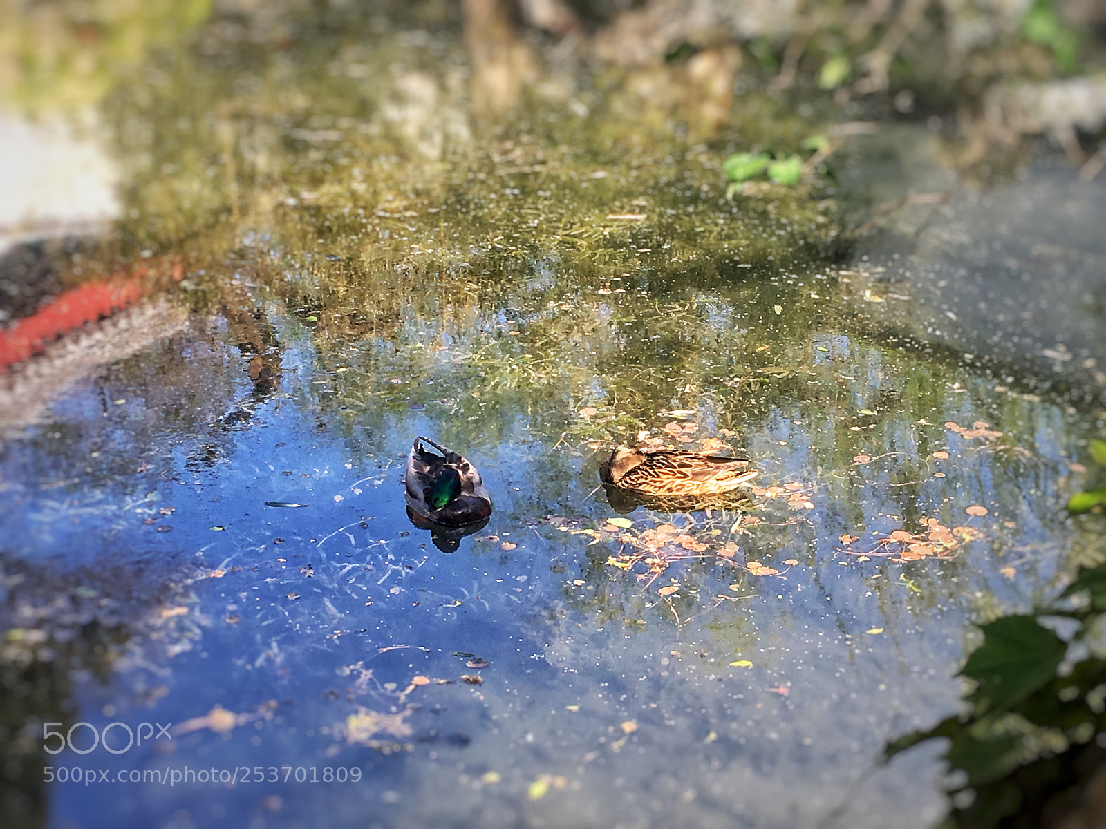 Apple iPhone 6s sample photo. 鸳鸯 photography