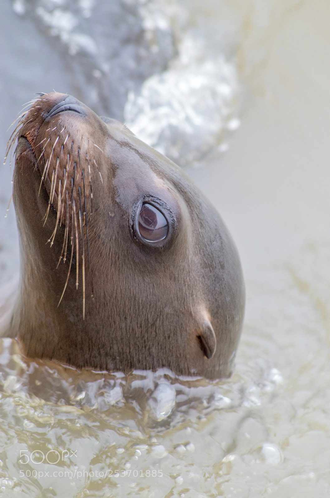 Pentax K-30 sample photo. Sealion. photography