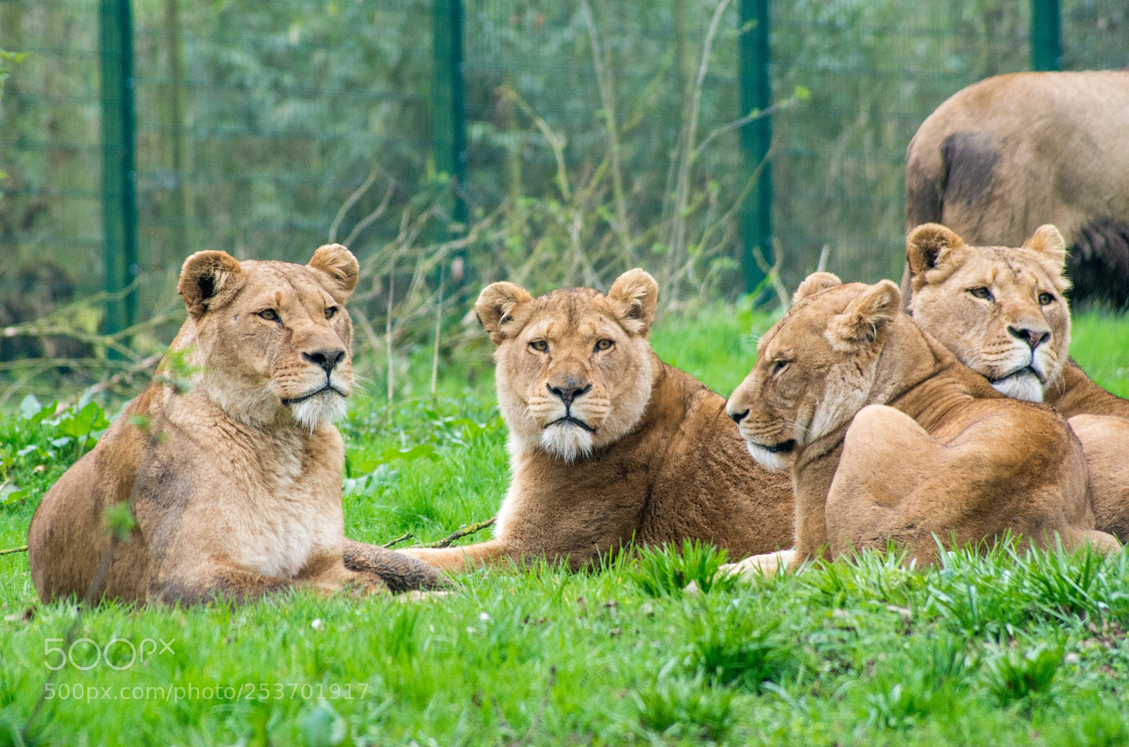 Pentax K-30 sample photo. The pride. photography