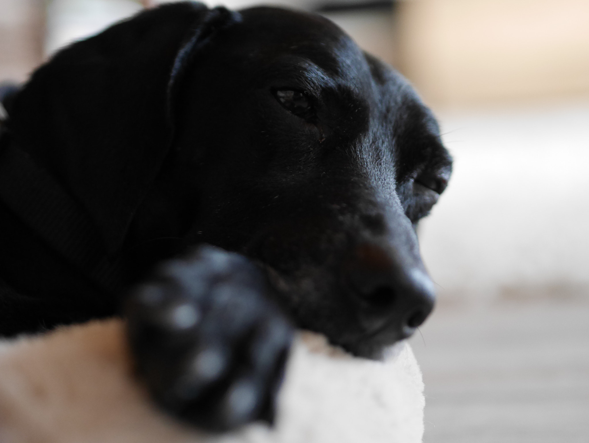 Panasonic Lumix DMC-GF7 sample photo. Dog photography