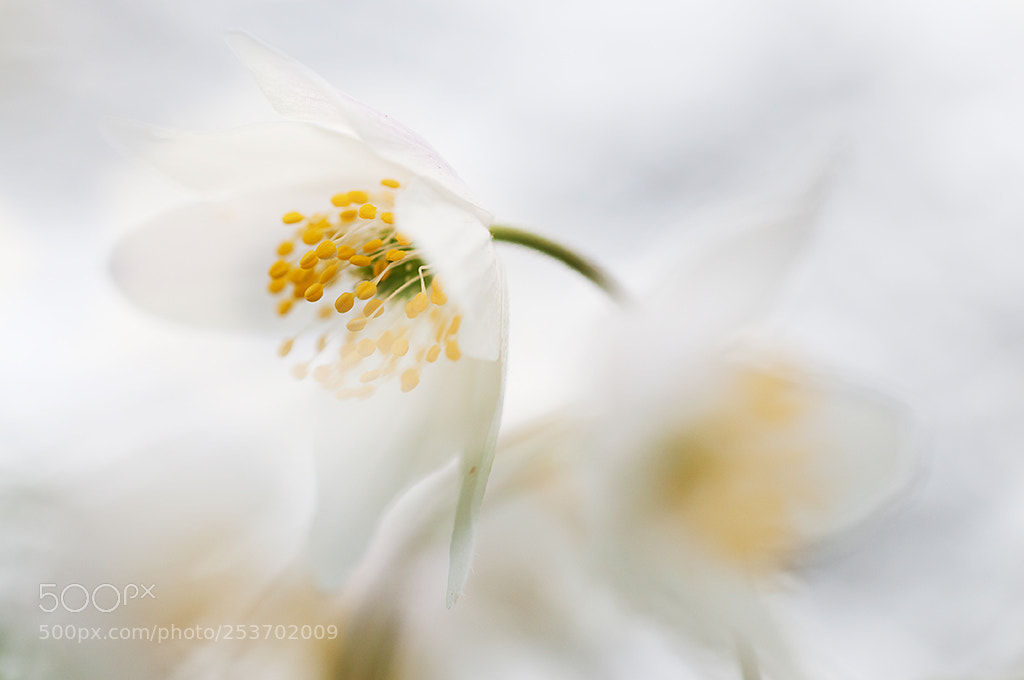 Nikon D300 sample photo. Anemone photography