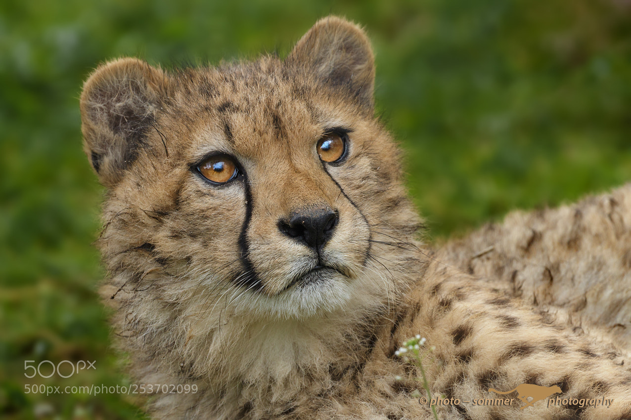 Canon EOS 70D sample photo. Young cheetah photography