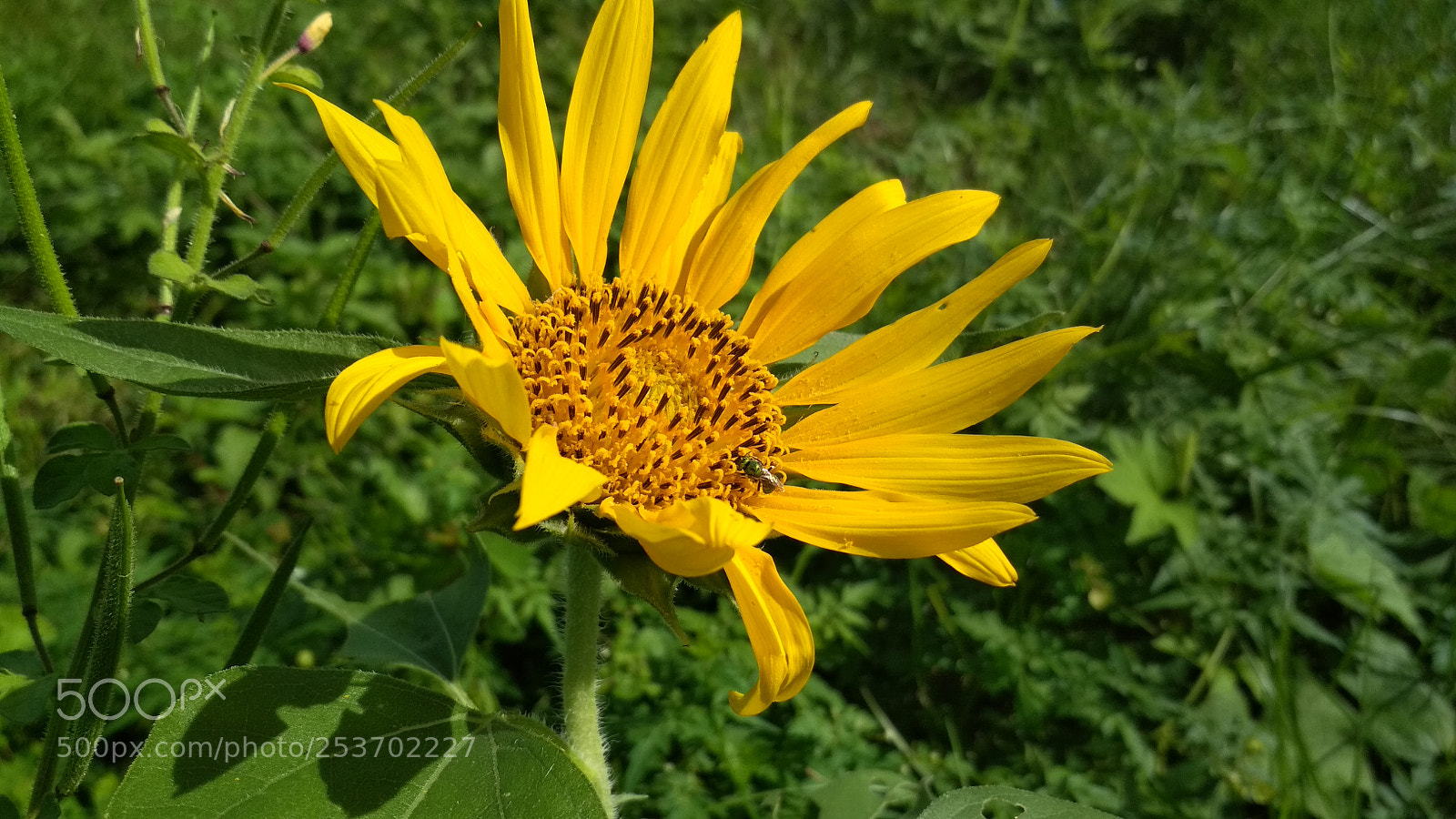 Xiaomi Redmi 4 Pro sample photo. Romance over the sun photography