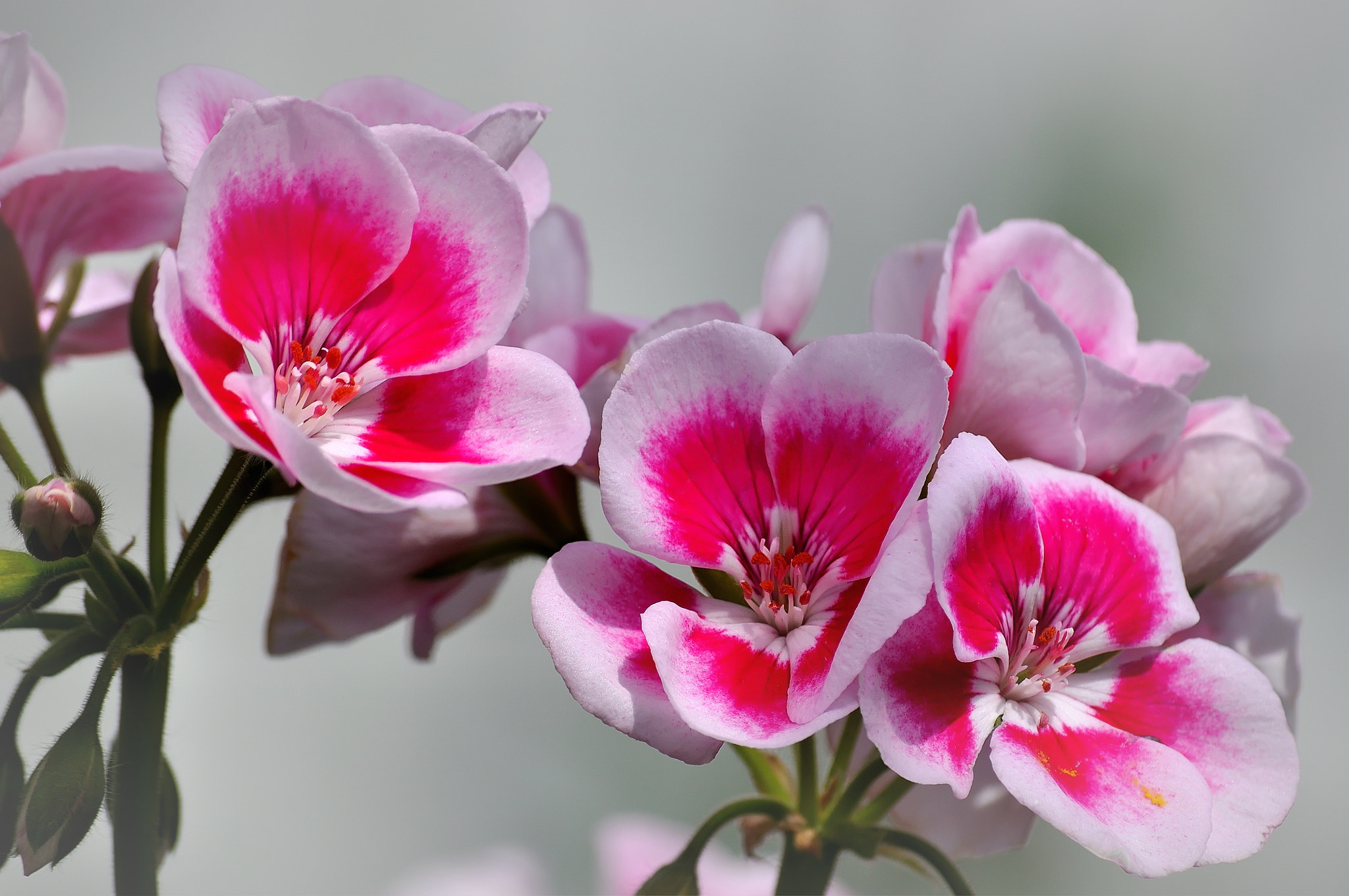 Nikon D5000 sample photo. Pelargonium photography
