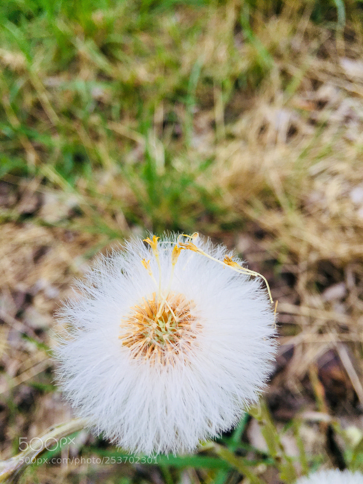 Apple iPhone 6s Plus sample photo. Untitled photography