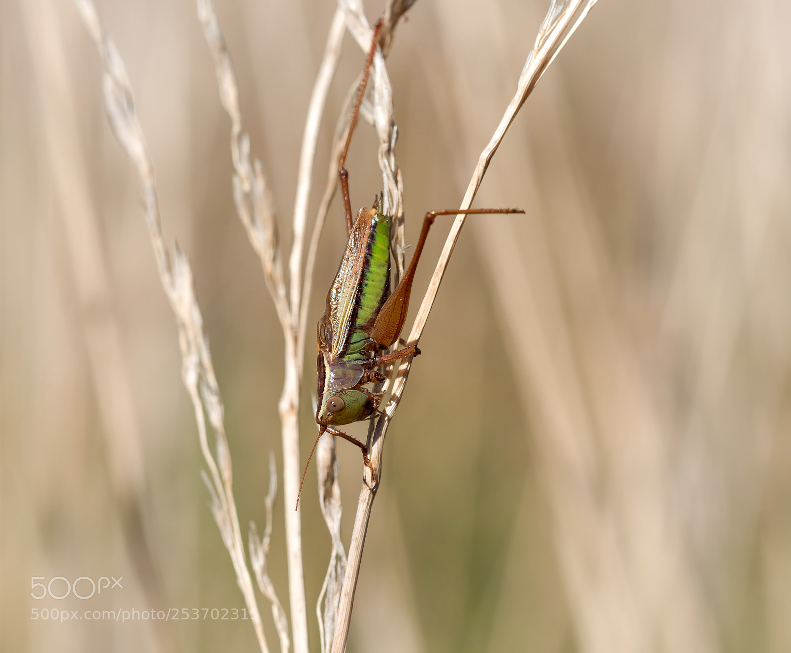 Panasonic Lumix DC-G9 sample photo. Katydid photography