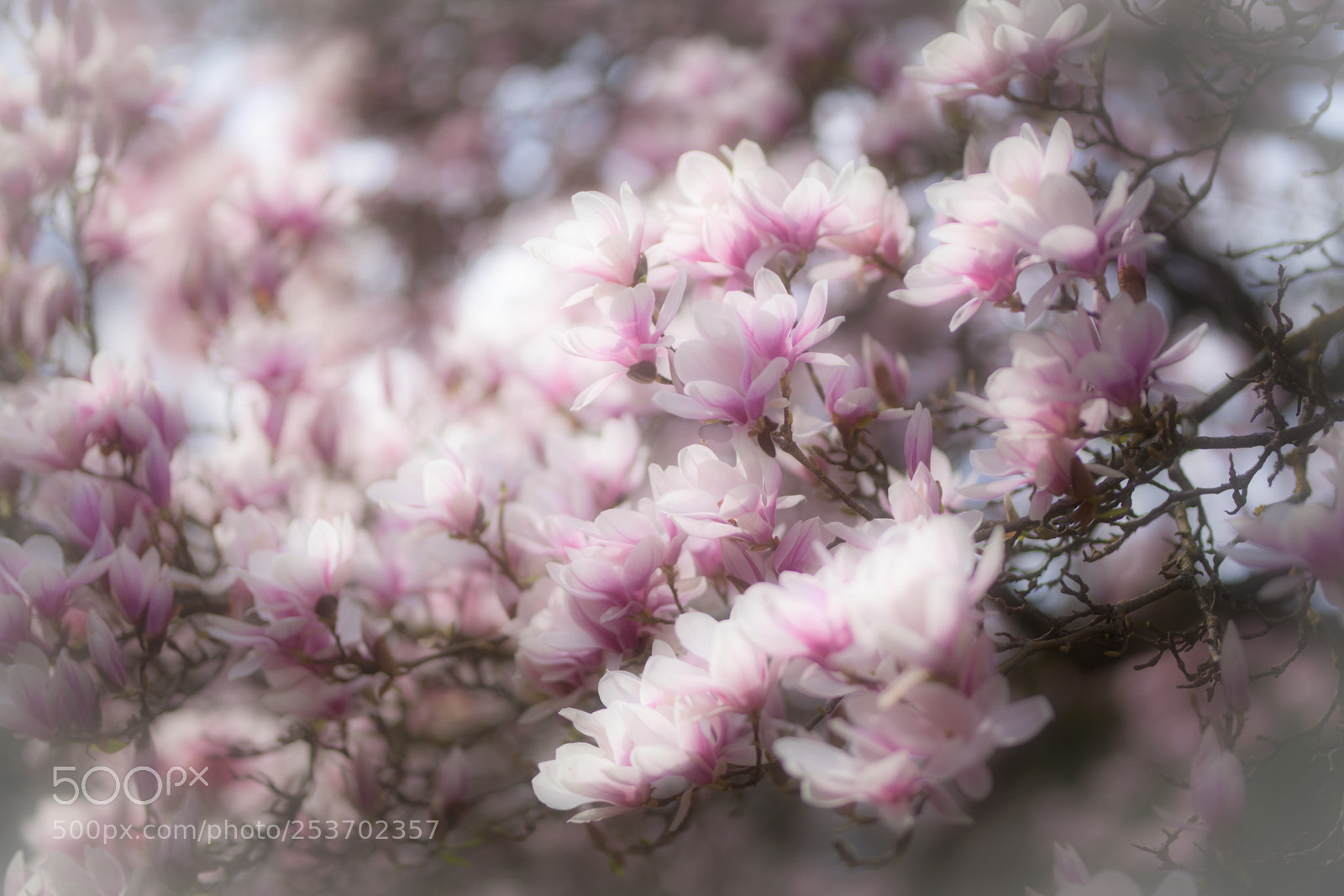 Canon EOS 5D Mark II sample photo. Magnolia photography
