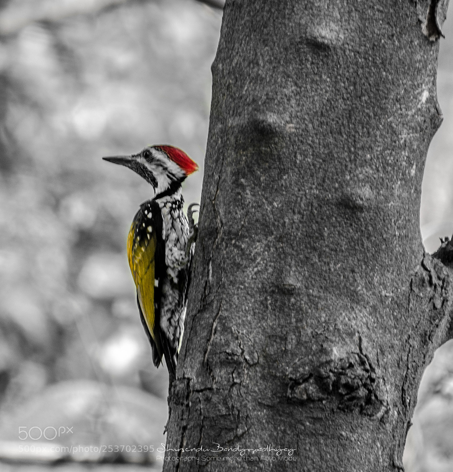 Nikon D5100 sample photo. Golden woodpecker photography