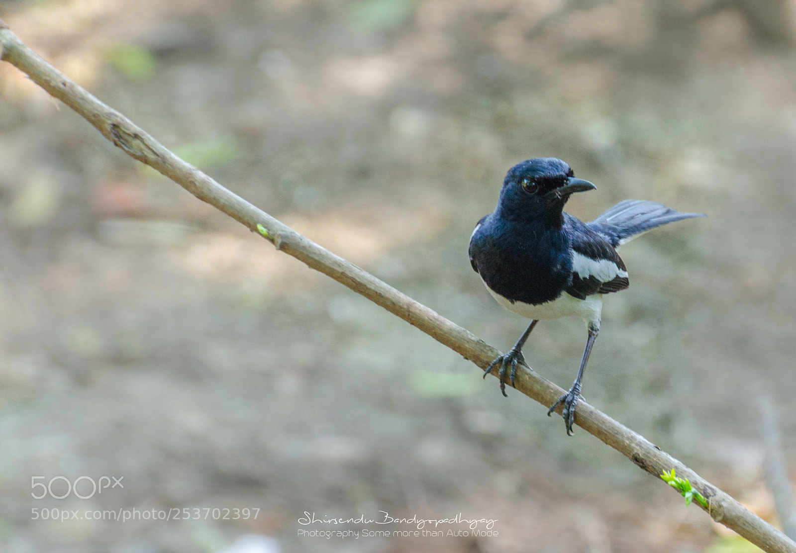 Nikon D5100 sample photo. Oriental magpie-robin photography