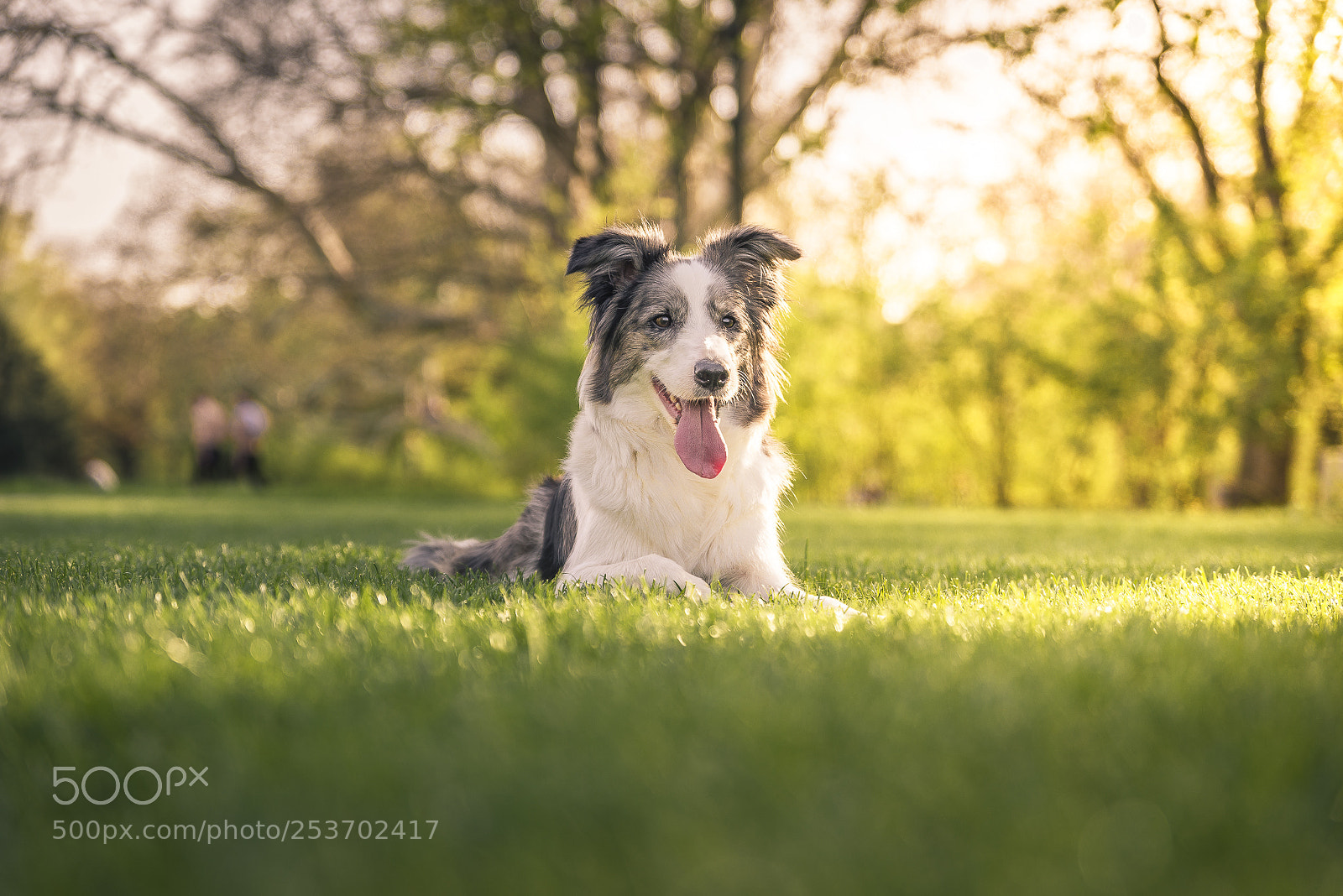 Nikon D610 sample photo. Daisy photography