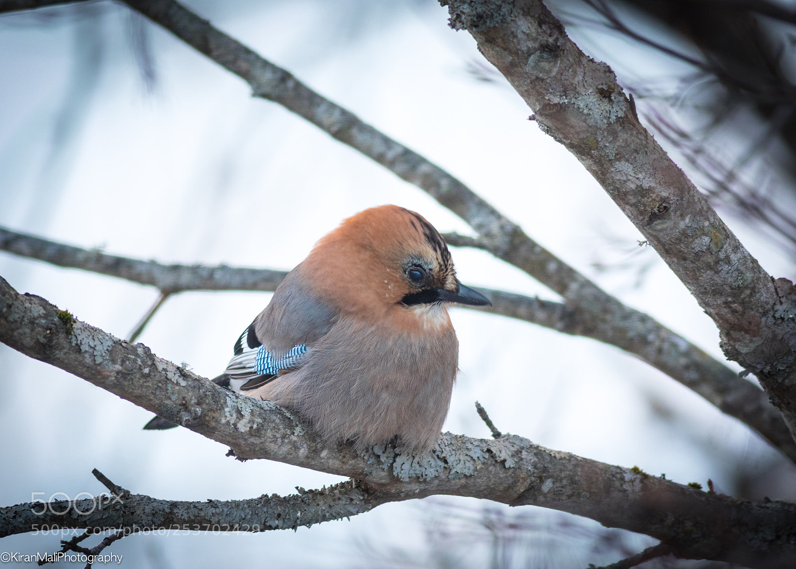 Canon EOS 7D Mark II sample photo. Eurasian jay photography
