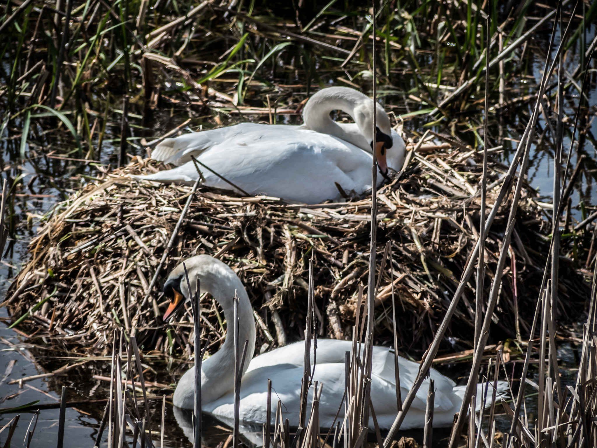 Panasonic DMC-FZ330 sample photo. Nesting swans photography