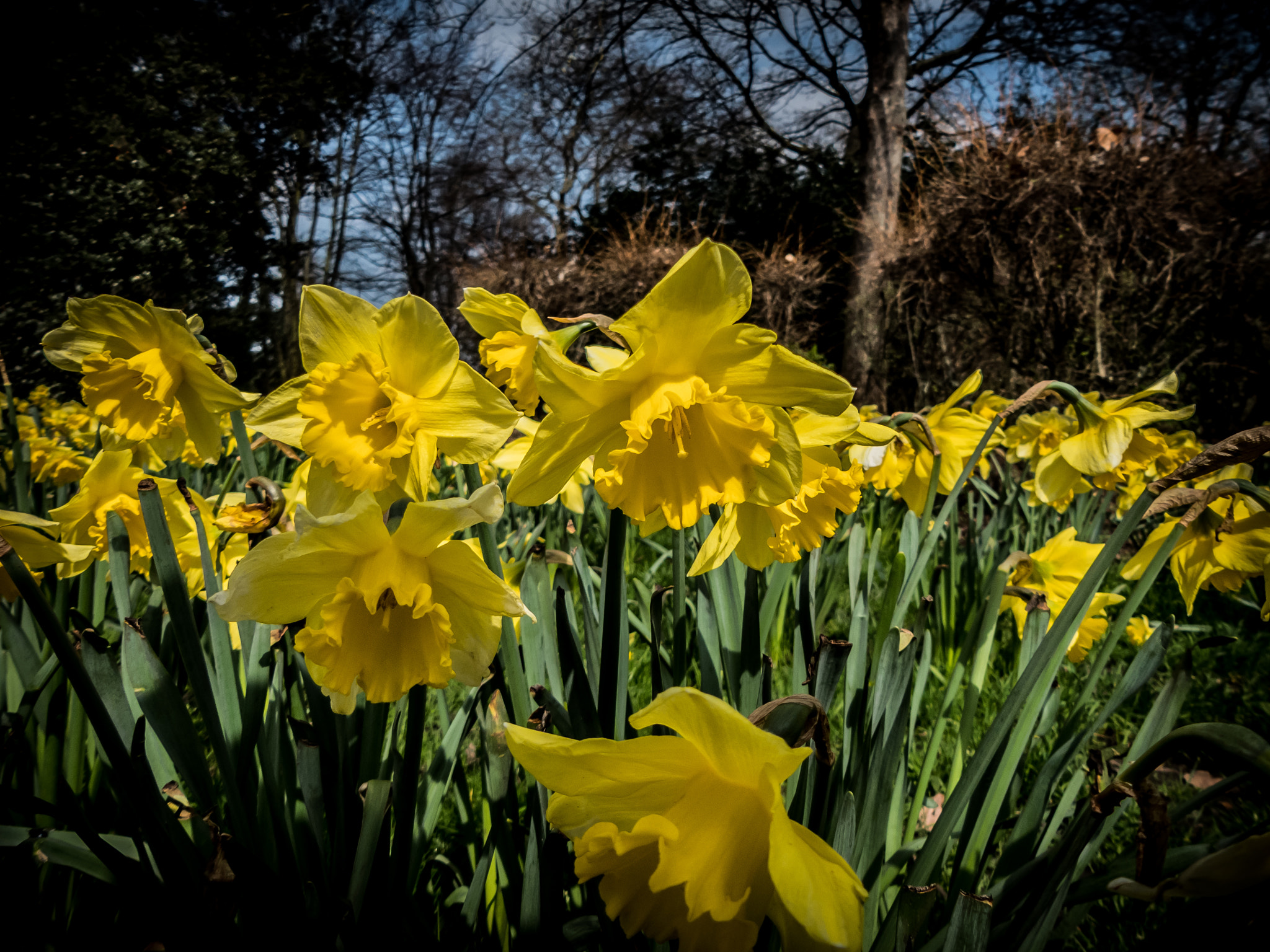 Panasonic DMC-FZ330 sample photo. The fade of the daffodils photography