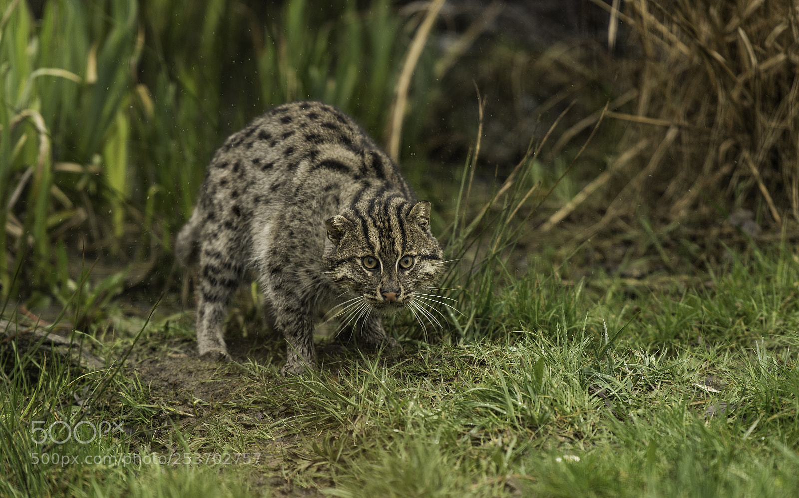 Nikon D5 sample photo. Fishing cat series photography