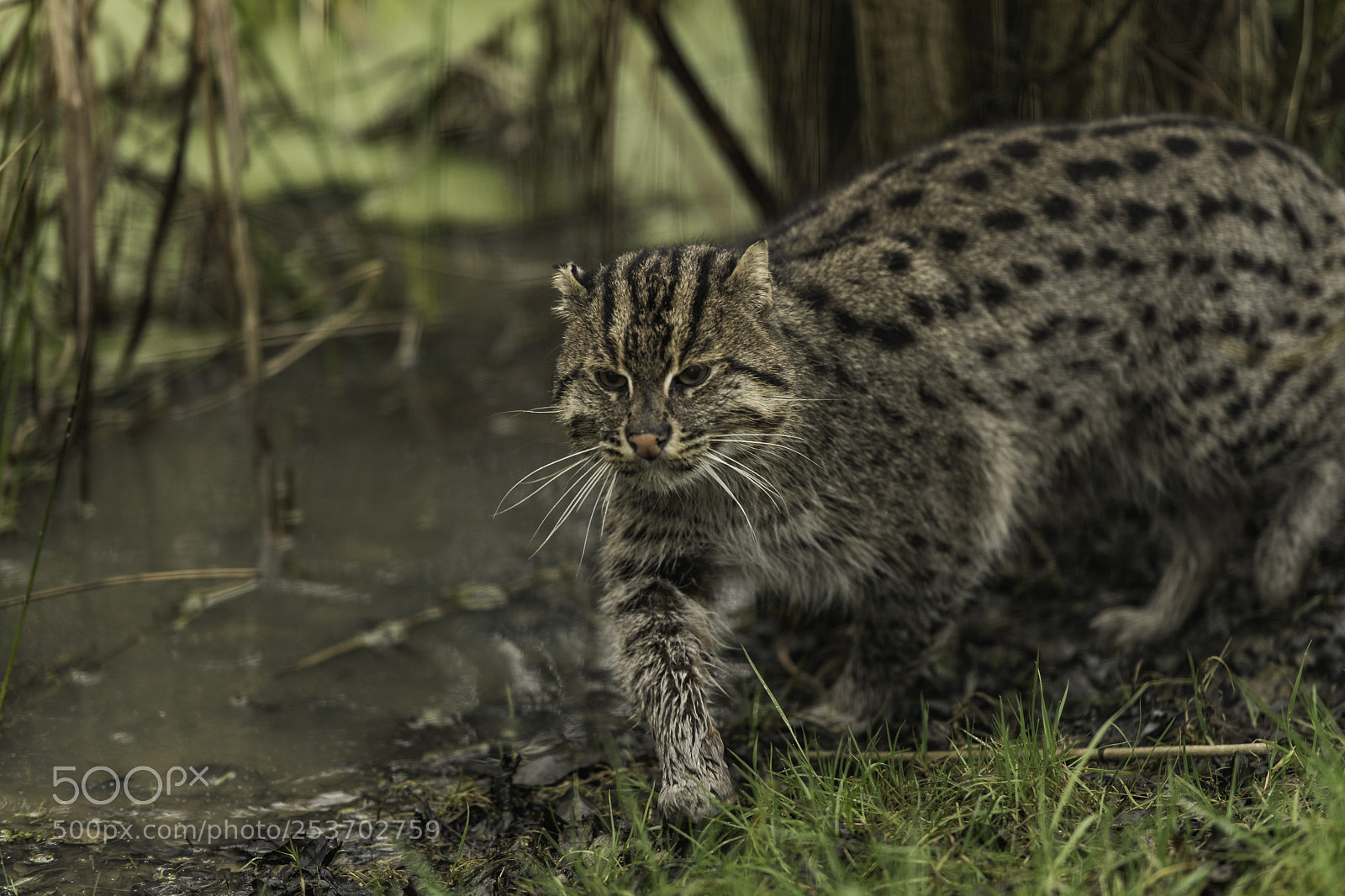 Nikon D5 sample photo. Fishing cat series photography
