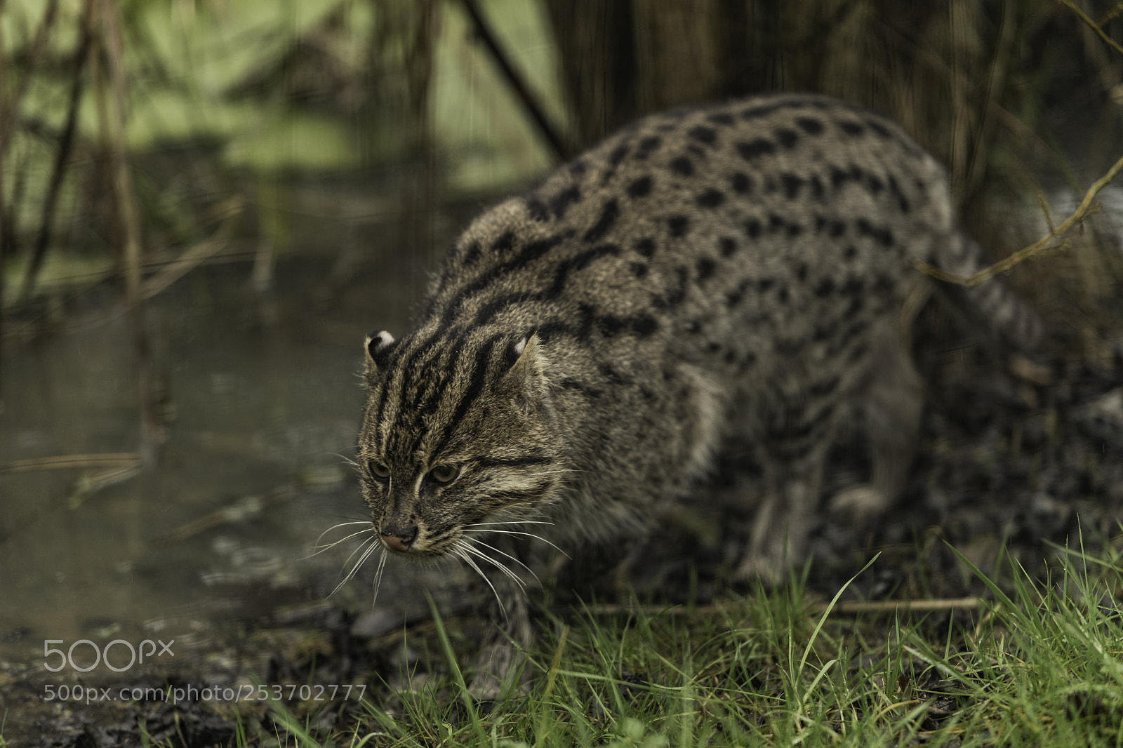 Nikon D5 sample photo. Fishing cat series photography
