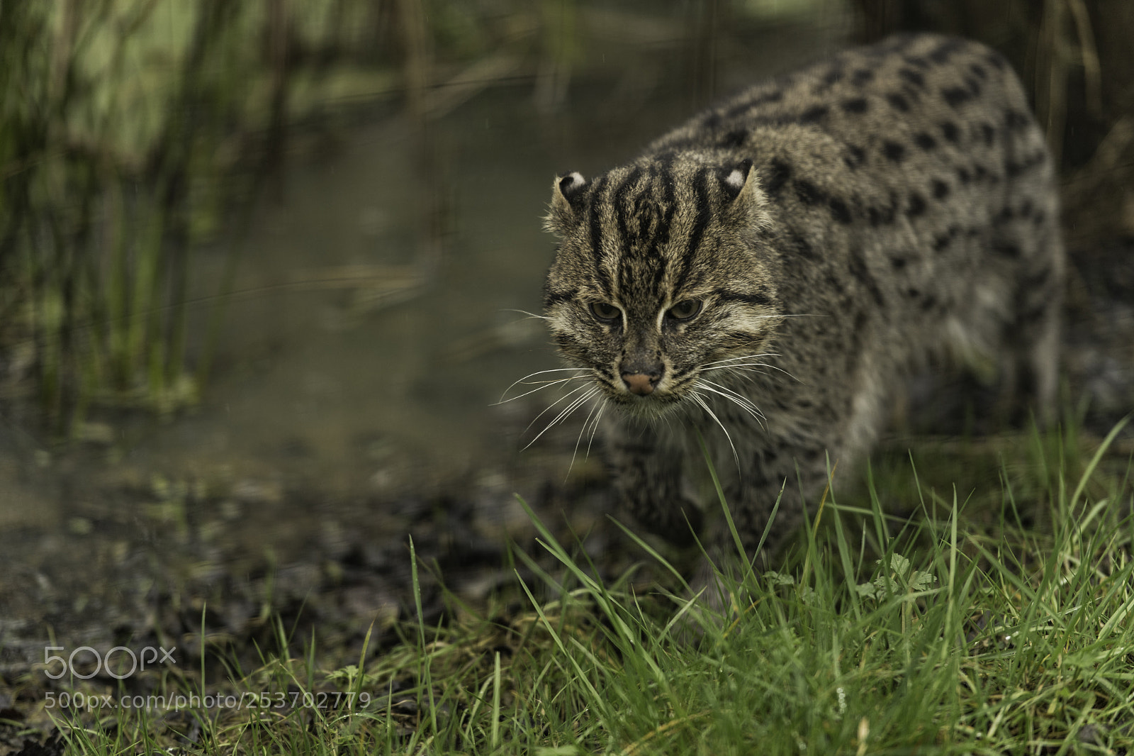 Nikon D5 sample photo. Fishing cat series photography