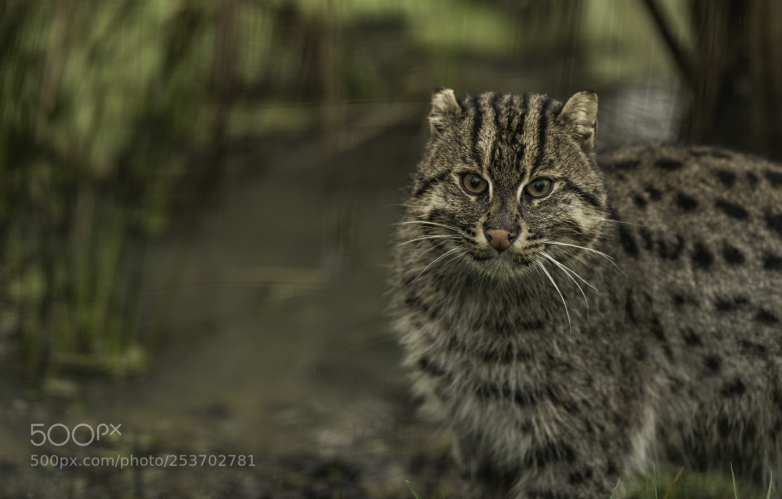 Nikon D5 sample photo. Fishing cat series photography