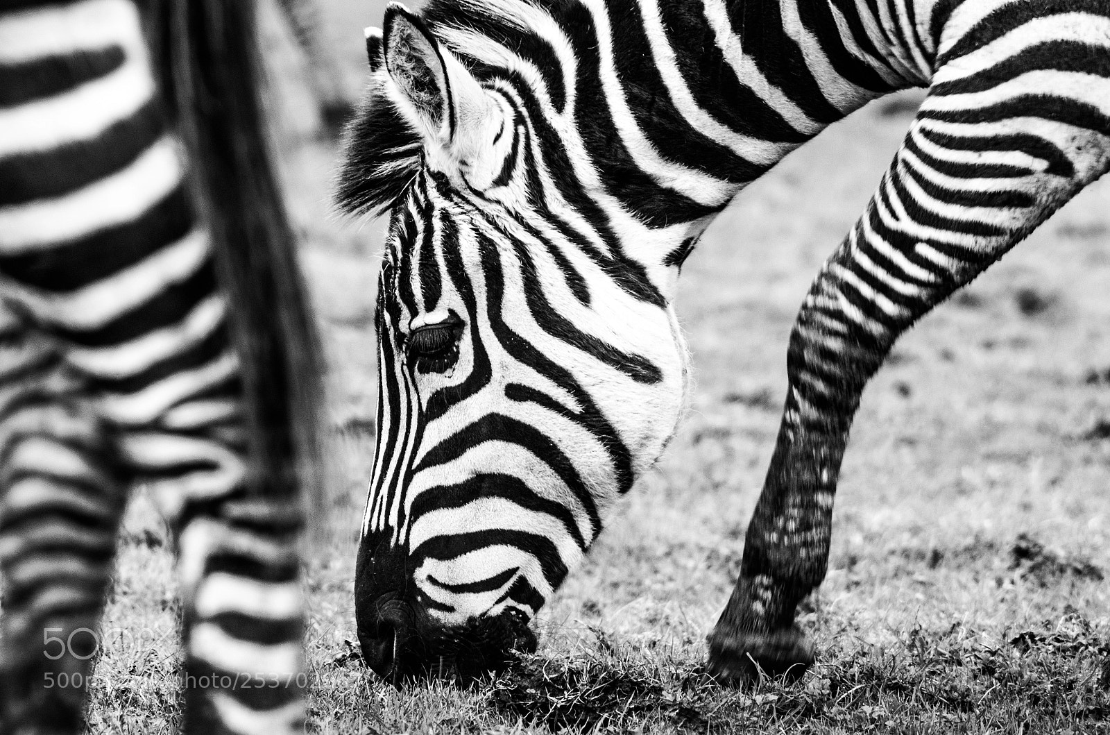 Pentax K-30 sample photo. Zebra. photography