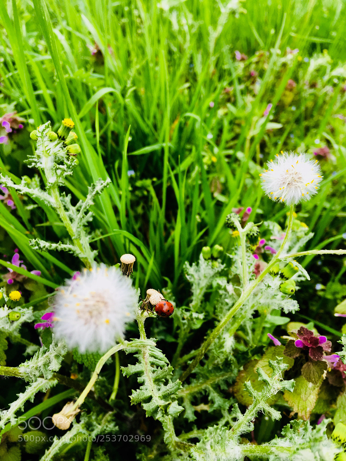 Apple iPhone 6s Plus sample photo. Untitled photography