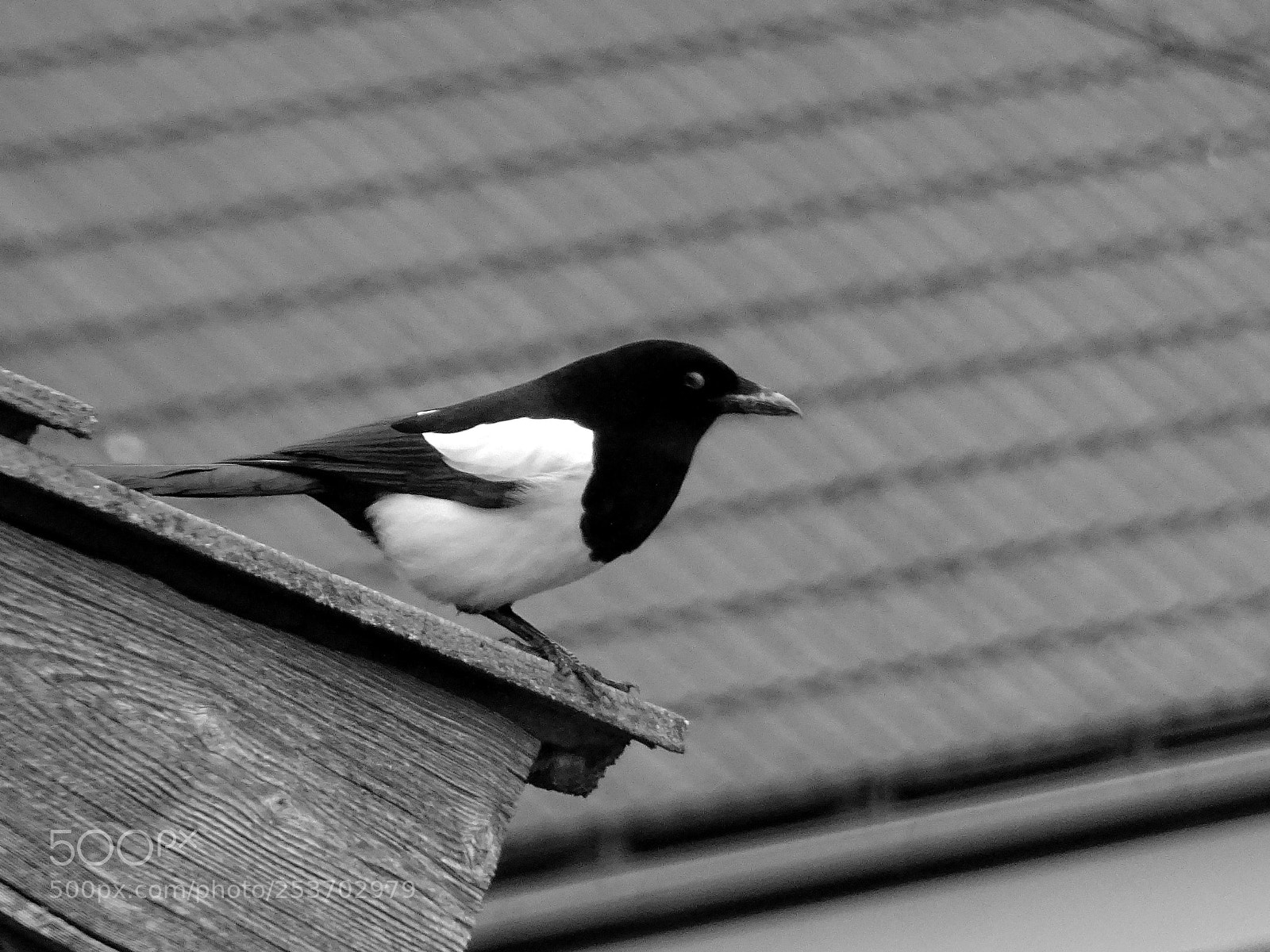 Sony DSC-HX60V sample photo. Elster s/w... photography