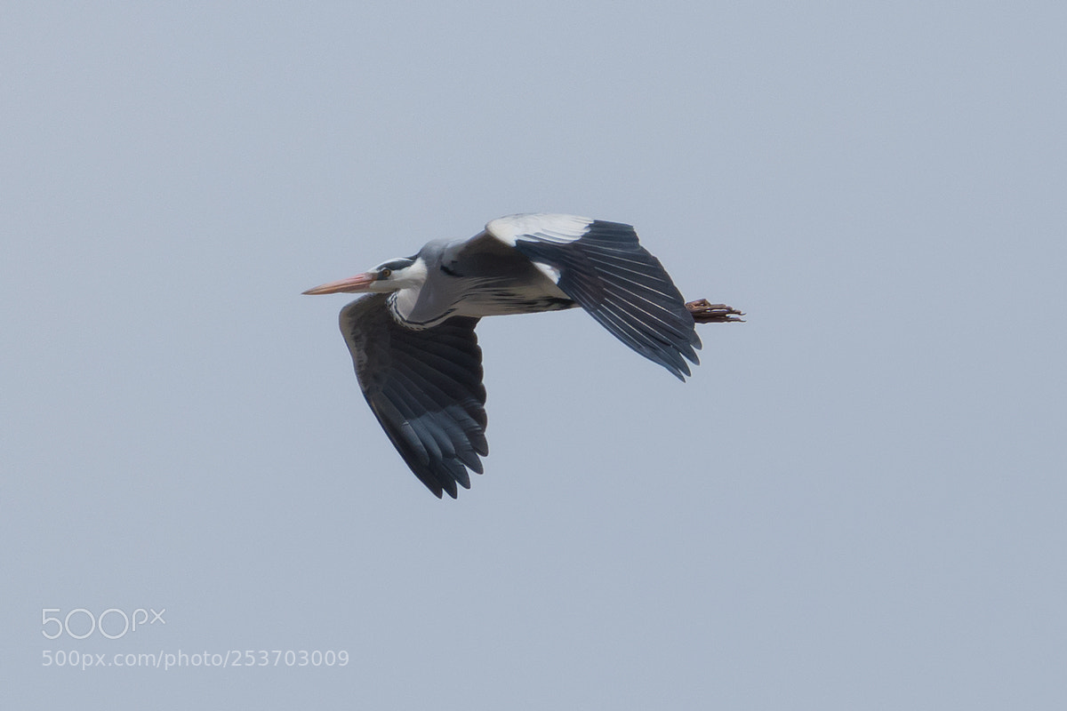 Nikon D500 sample photo. Heron photography