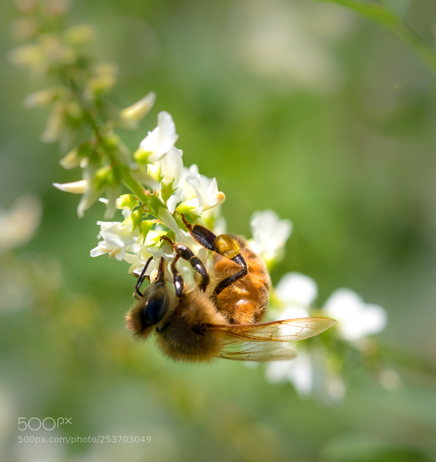 Panasonic Lumix DC-G9 sample photo. Honey bee photography