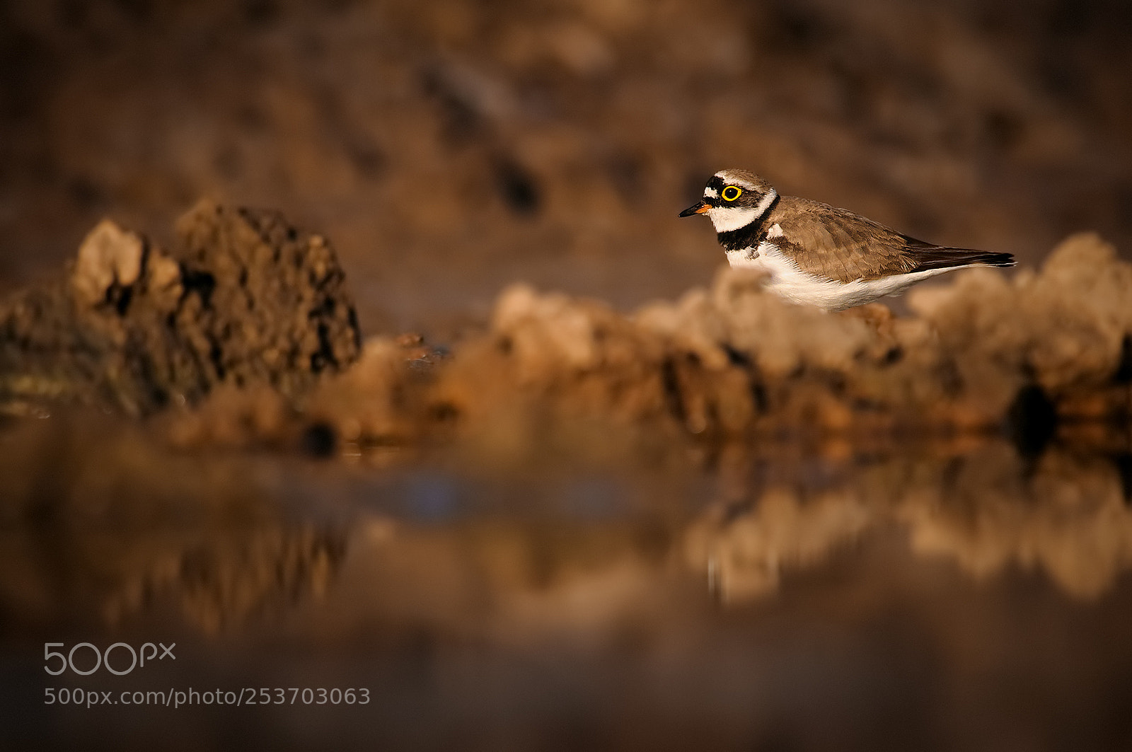 Nikon D300 sample photo. Little ringed plover photography