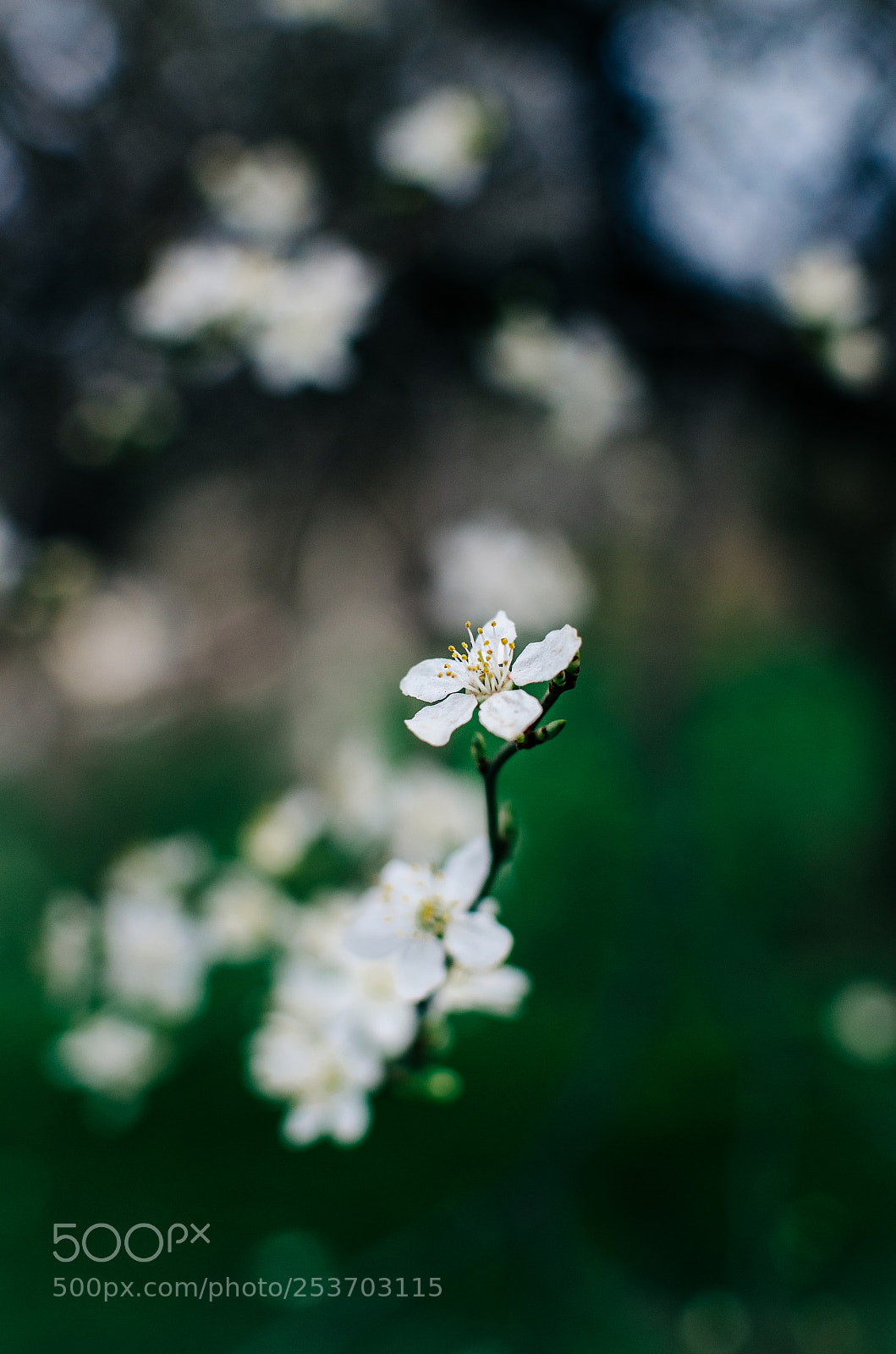 Nikon D5100 sample photo. Spring photography