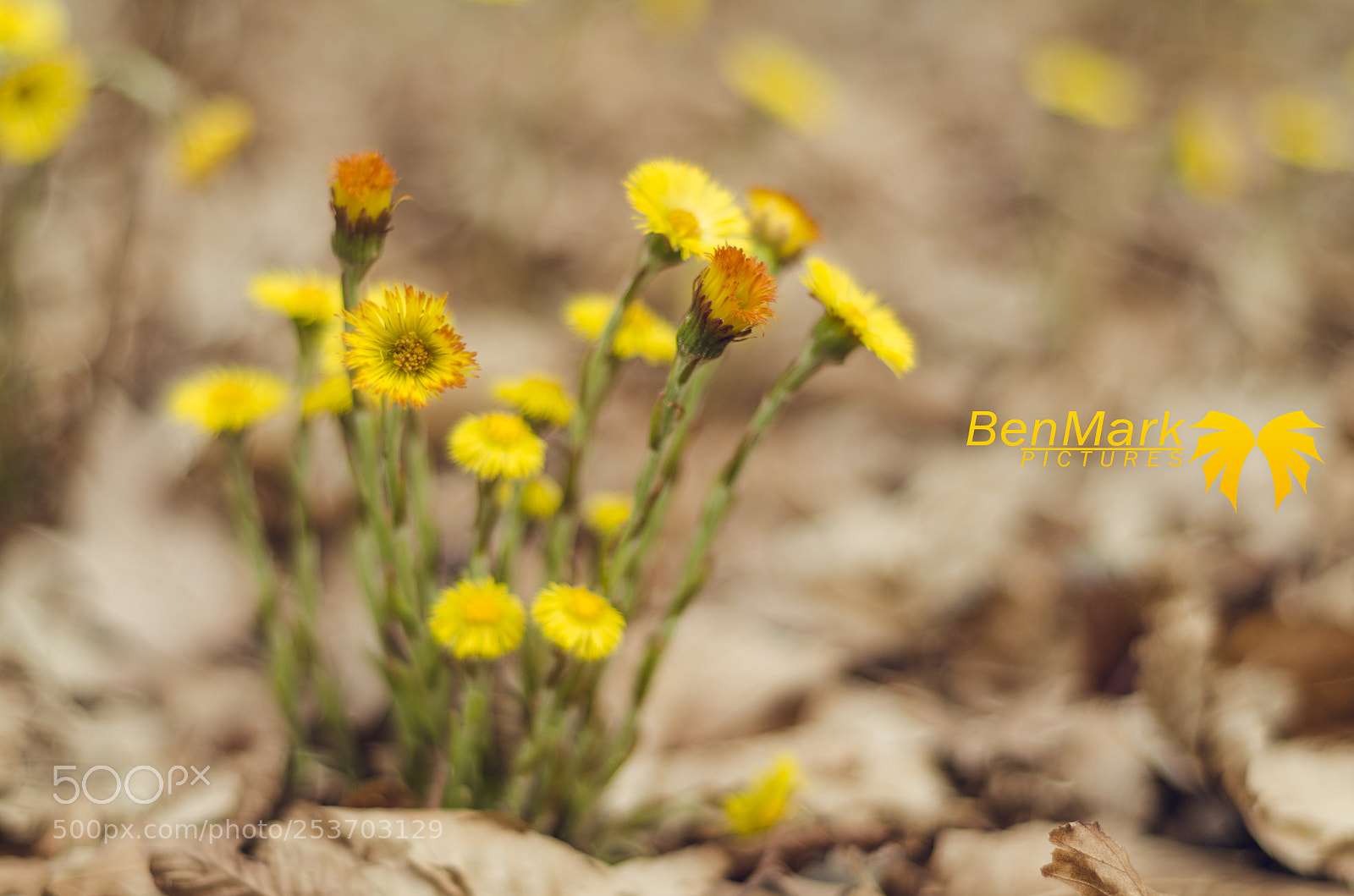 Nikon D7000 sample photo. Dandelionbnm.jpg photography