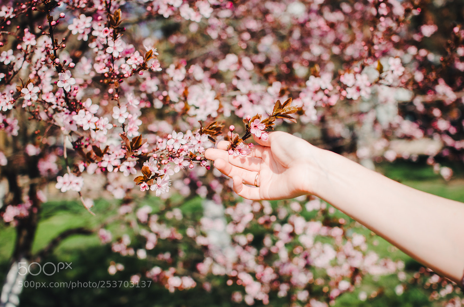 Nikon D5100 sample photo. Spring photography