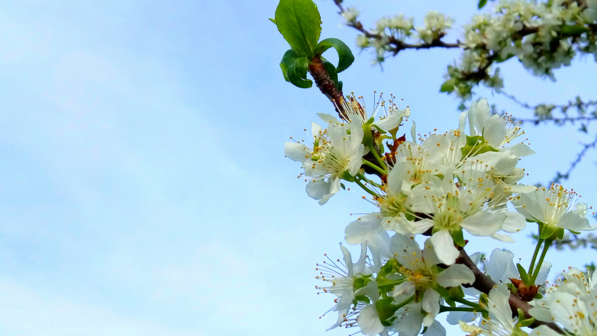 Lenovo VIBE K10 sample photo. Spring photography