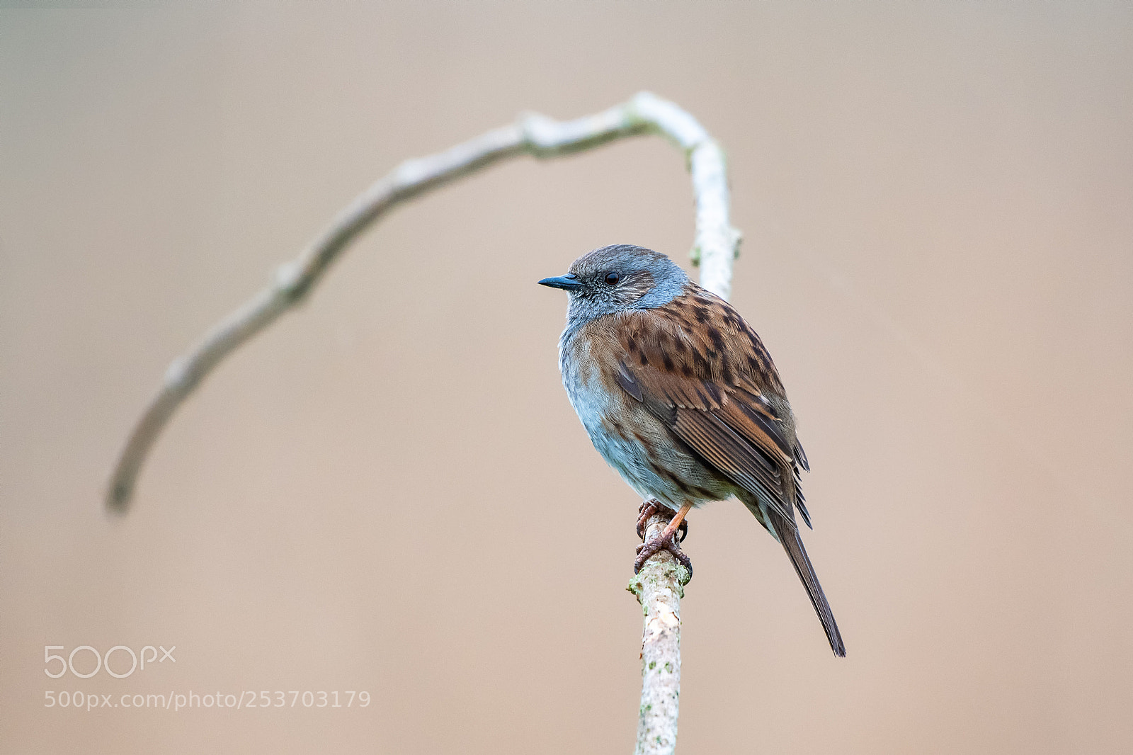 Nikon D500 sample photo. Dunnock (prunella modularis) photography