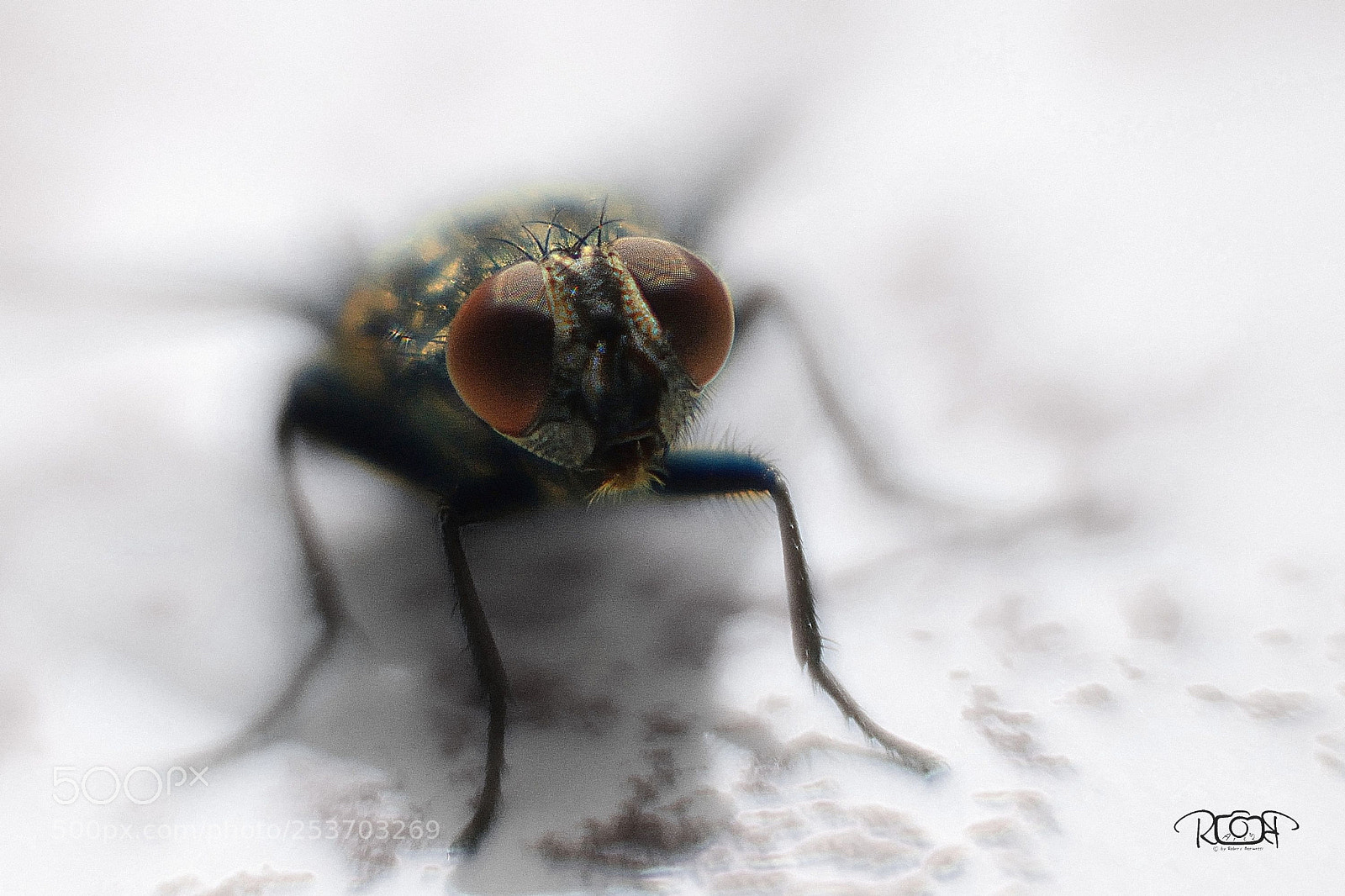 Nikon D5200 sample photo. Fly photography