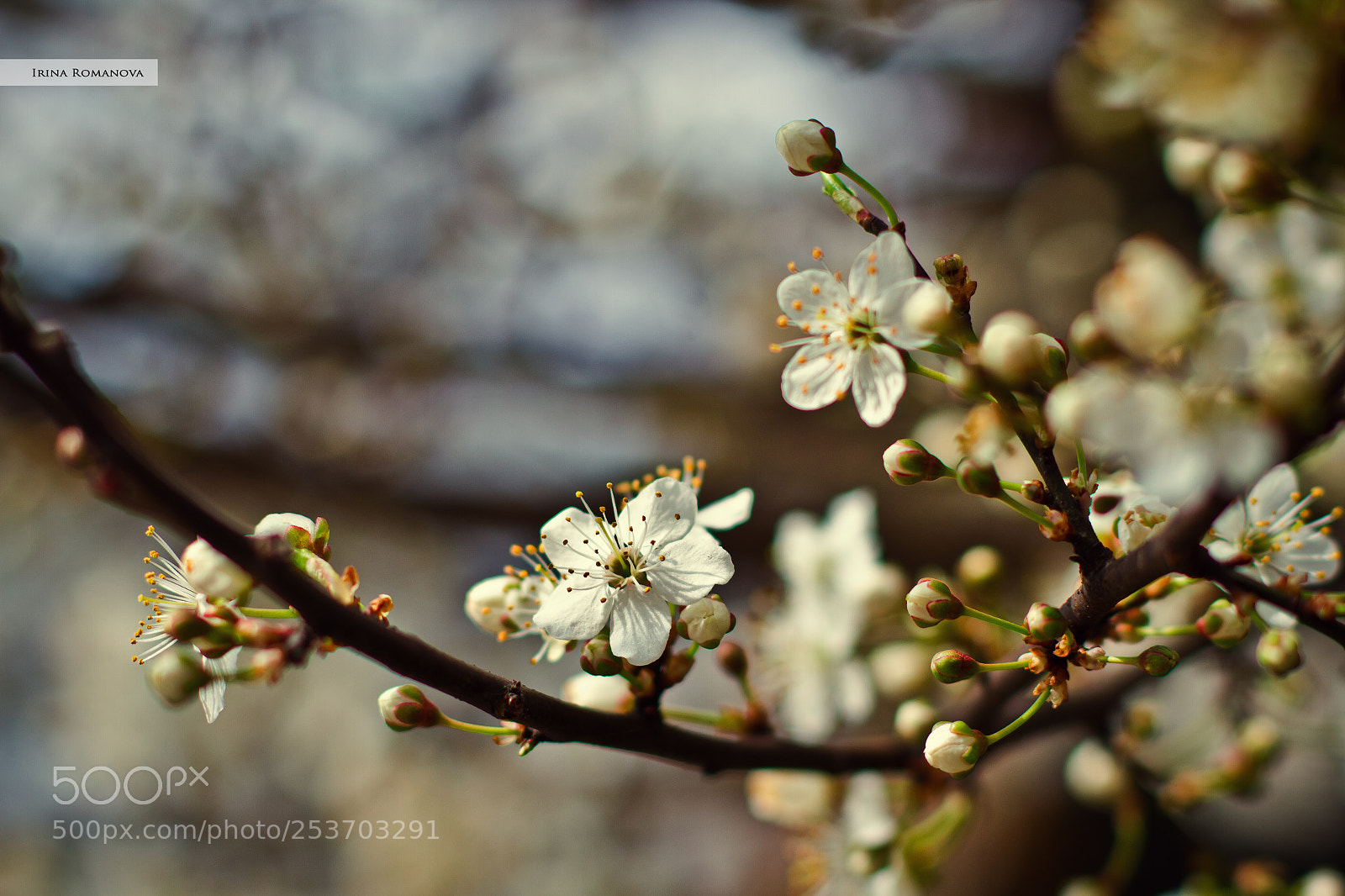 Canon EOS 7D sample photo. Cherry blossom photography