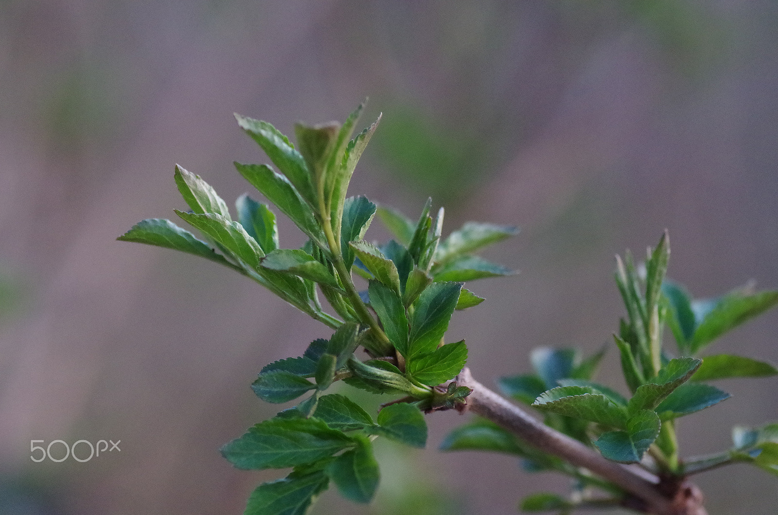 Pentax K-50 sample photo. Leaves photography