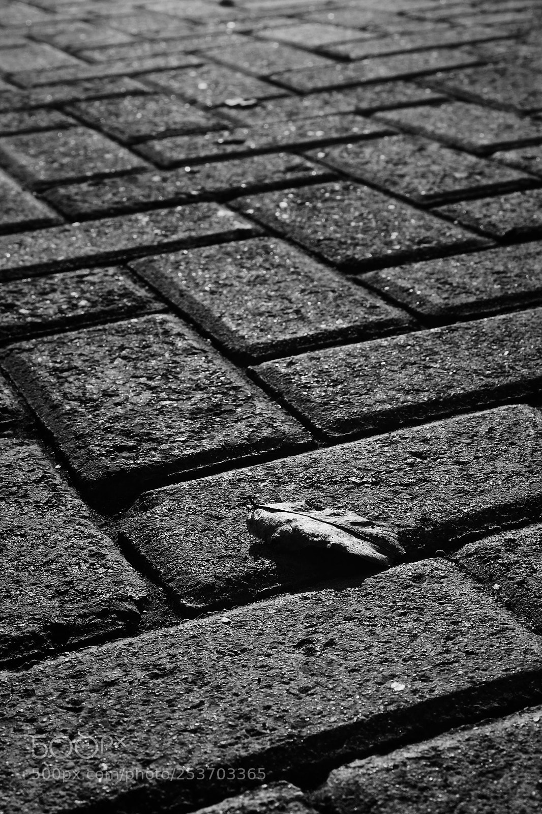 Canon EOS 600D (Rebel EOS T3i / EOS Kiss X5) sample photo. Untitled photography