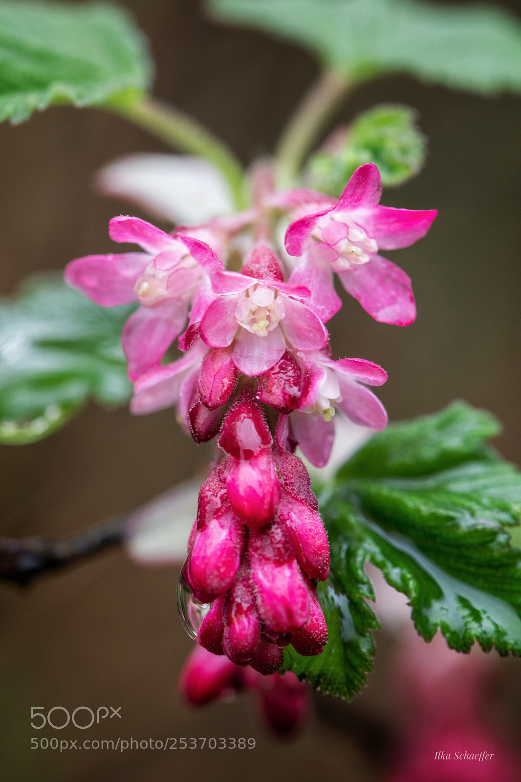 Canon EOS 5D Mark IV sample photo. Nach dem regen  photography